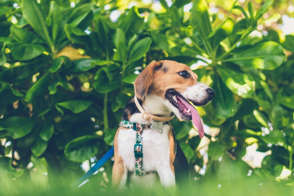 Chien beagle tenu en laisse dans le jardin de son maître